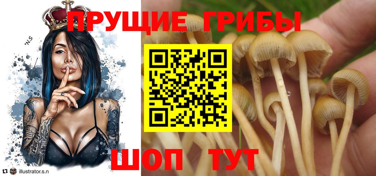 Псилоцибиновые грибы прущие грибы Бузулук